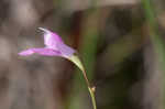 Jackson false foxglove